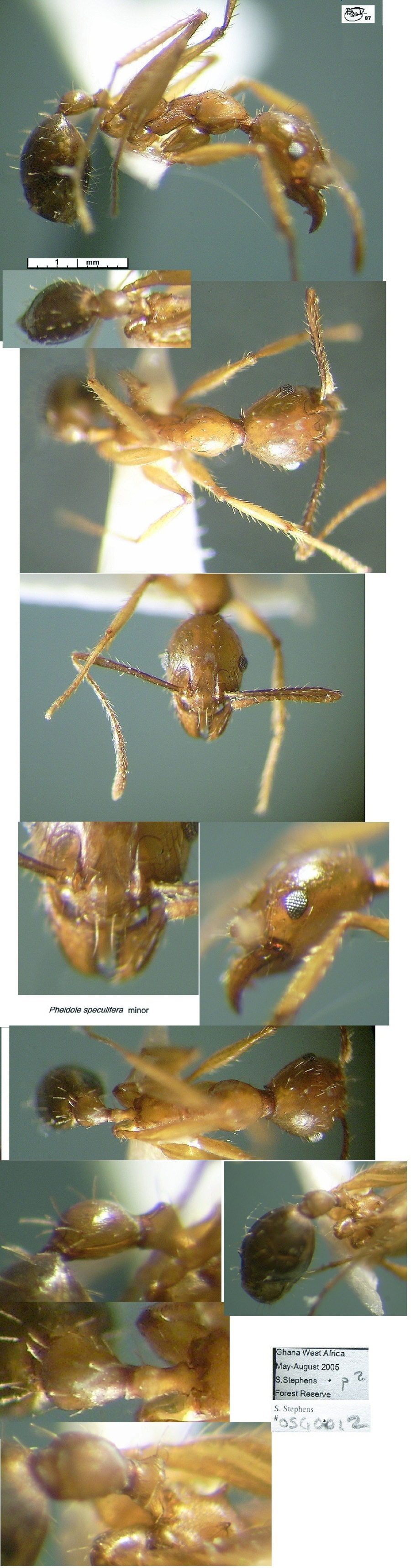 {Pheidole speculifera minor}