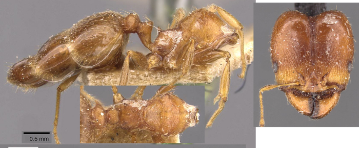 {Pheidole spinulosa}