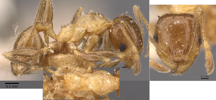 {Pheidole spinulosa mnior}