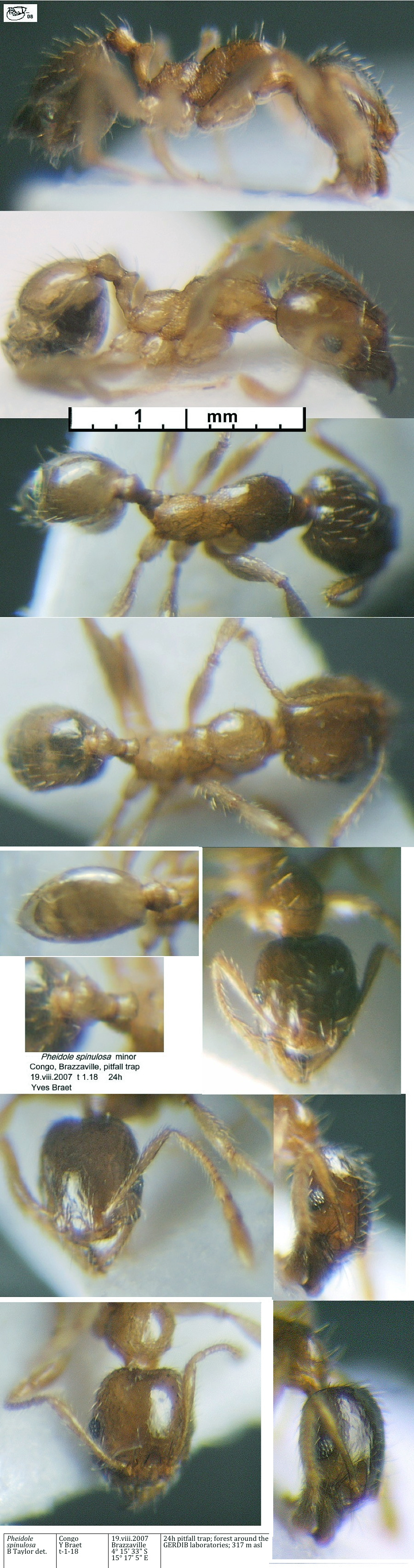 {Pheidole spinulosa}