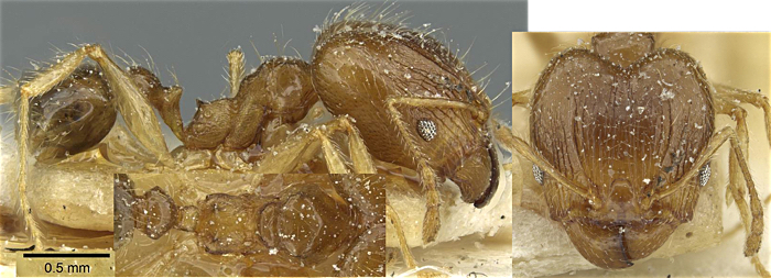 {Pheidole squalida}