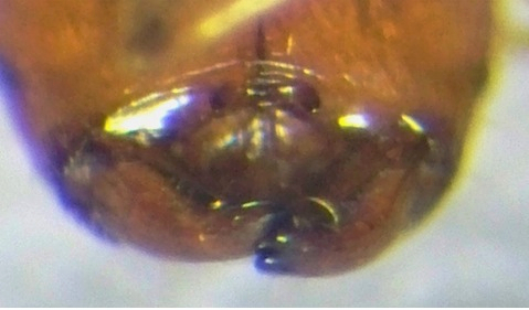 {Pheidole squalida}