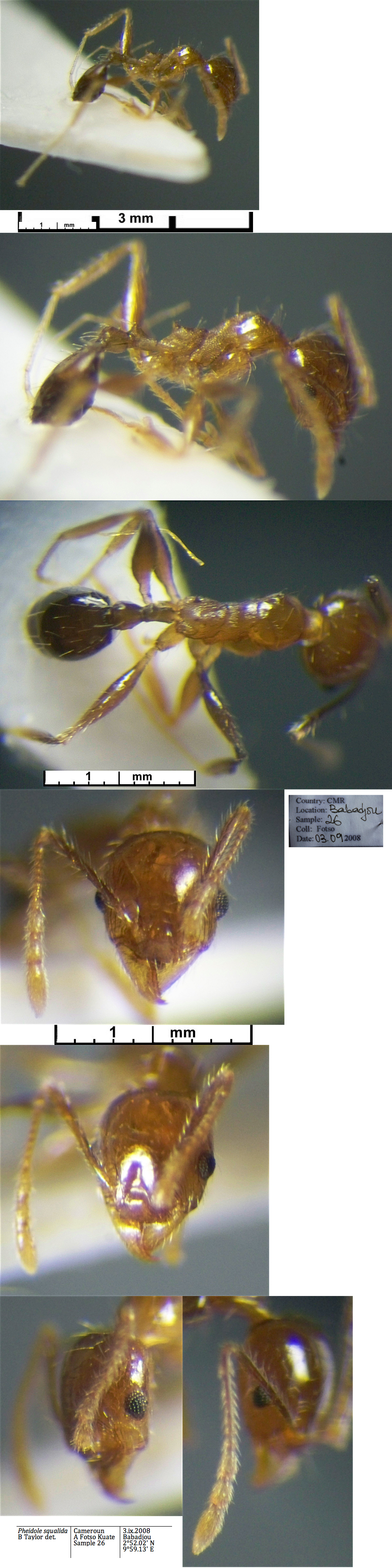 {Pheidole mentita minor}