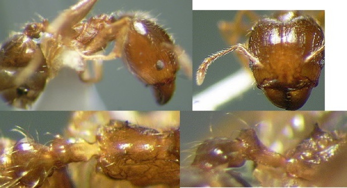 {Pheidole stephensi}