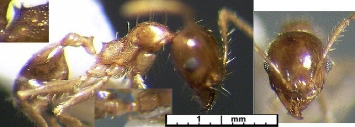{Pheidole stephensi minor}