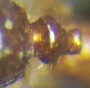 CAR DF major pedicel