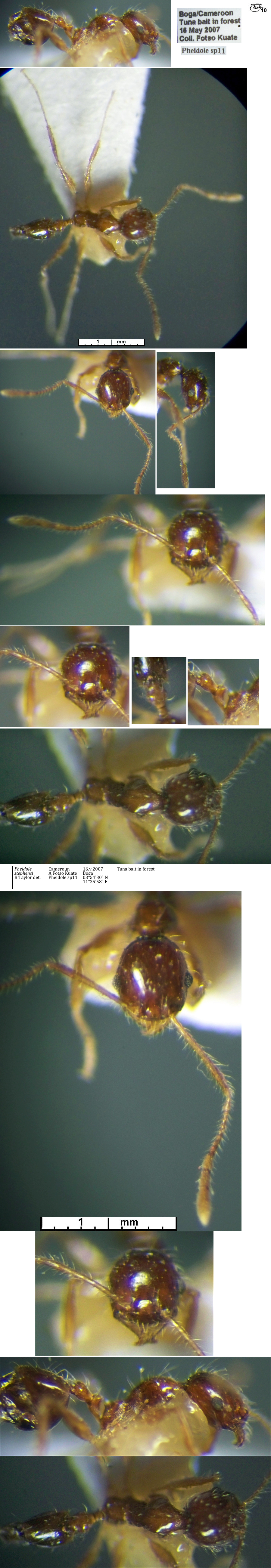 {Pheidole stephensi minor}