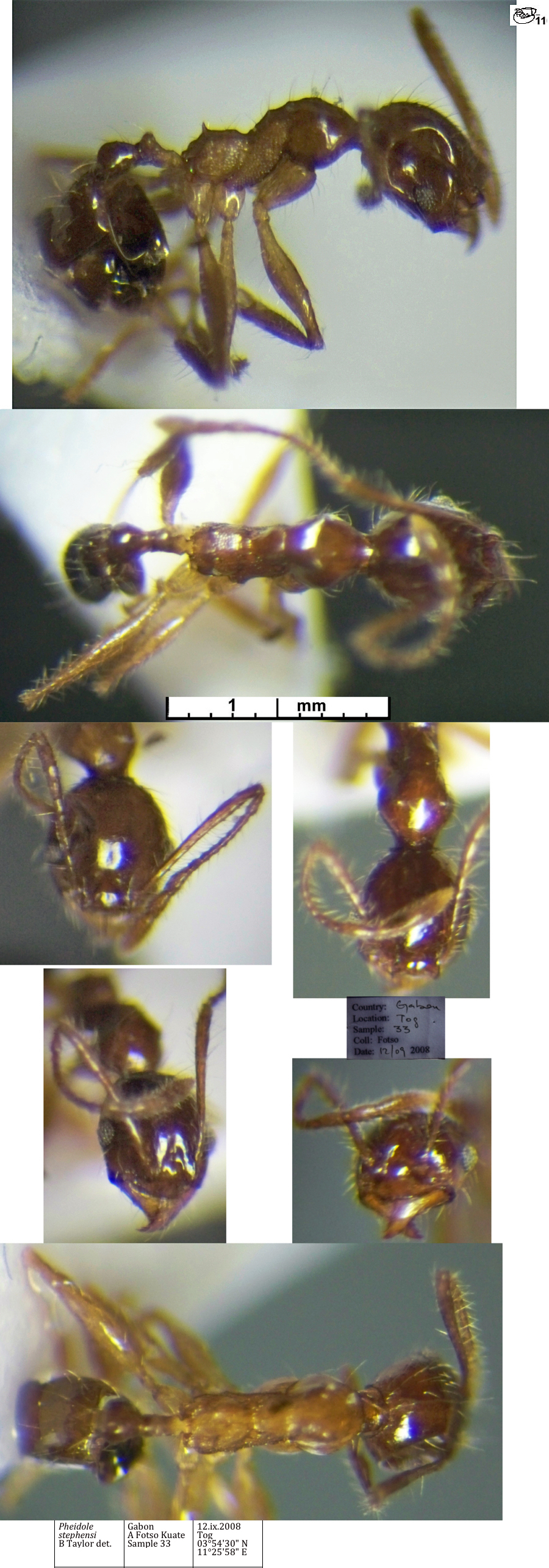 {Pheidole stephensi minor}