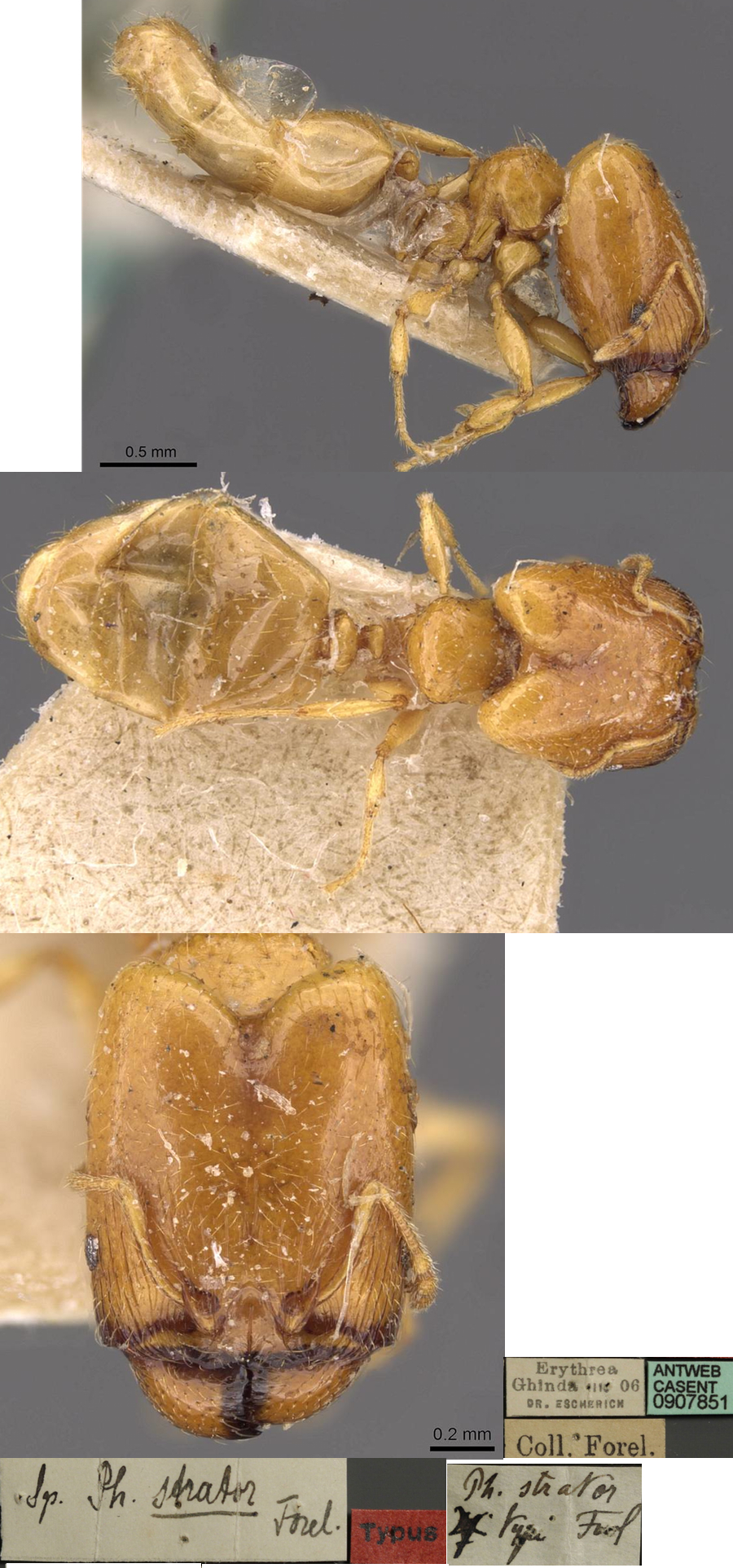 Pheidole strator major