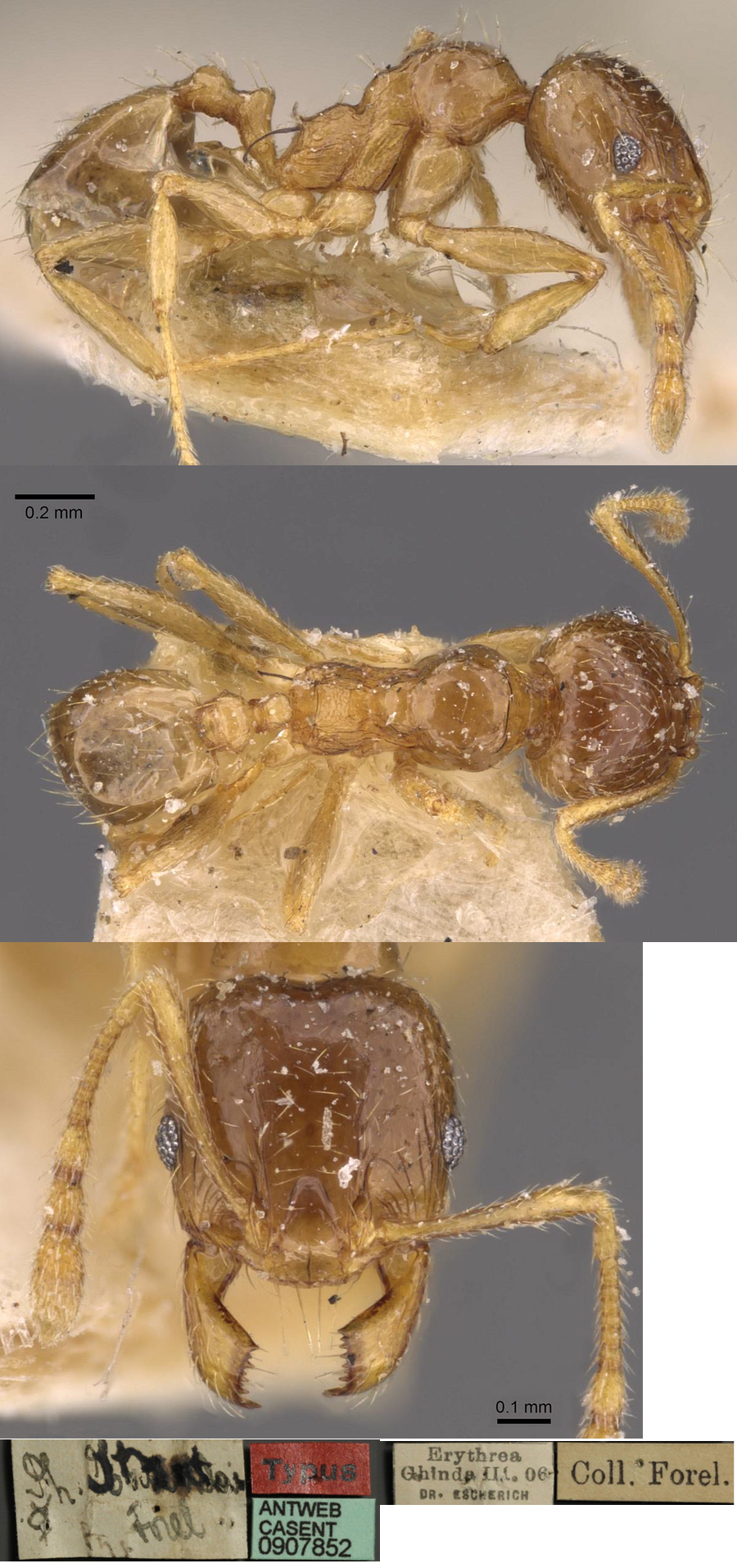 {Pheidole strator minor