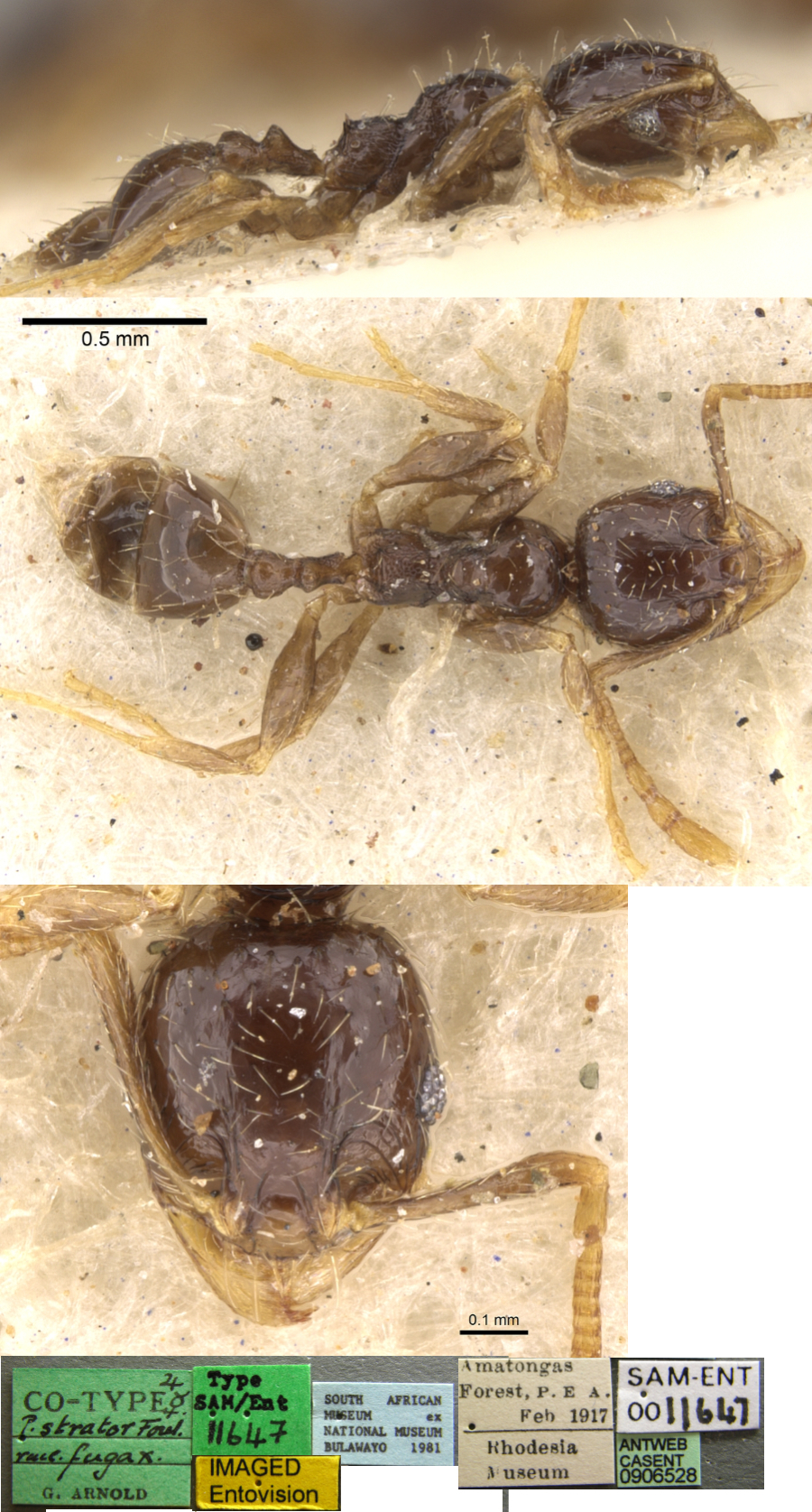 {Pheidole strator fugax minor}