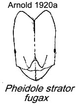 {Pheidole strator}