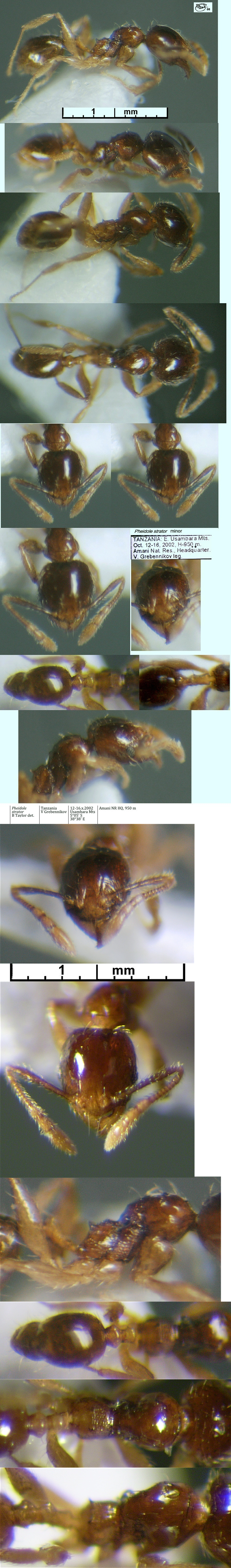 {Pheidole strator minor}