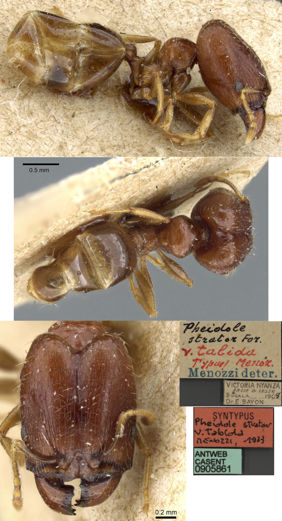 {Pheidole strator major}