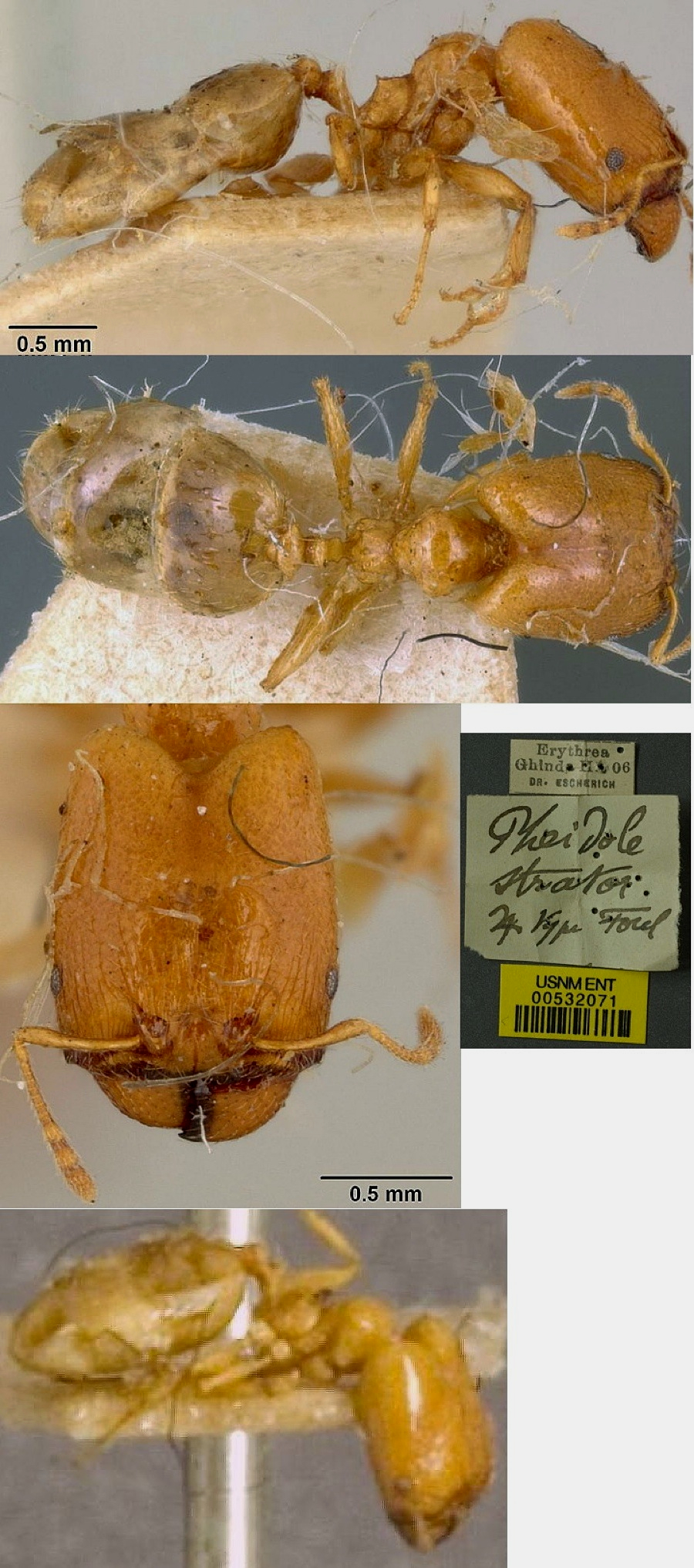 {Pheidole strator major}