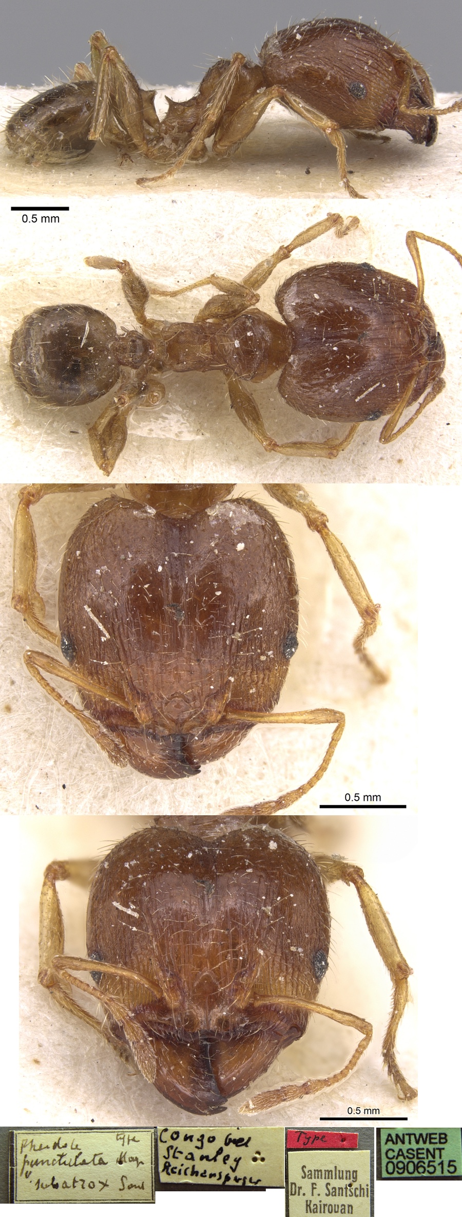 Pheidole subatrox major
