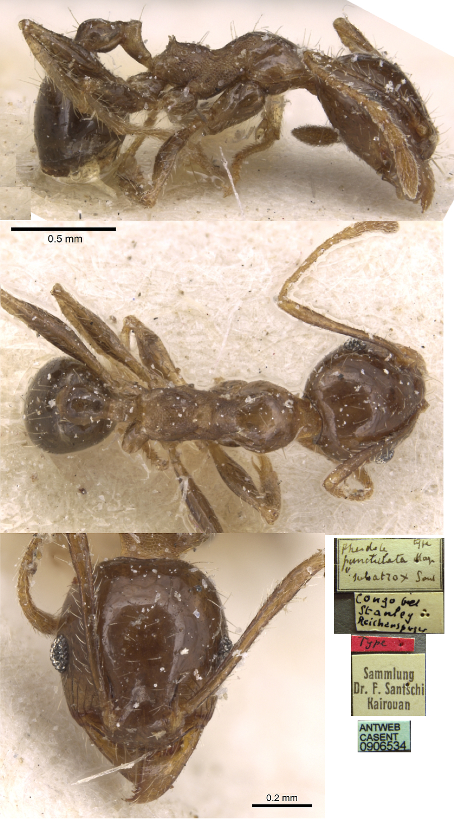{Pheidole subatrox minor}
