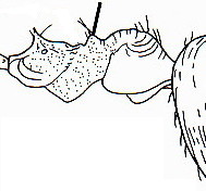 {short description of image}