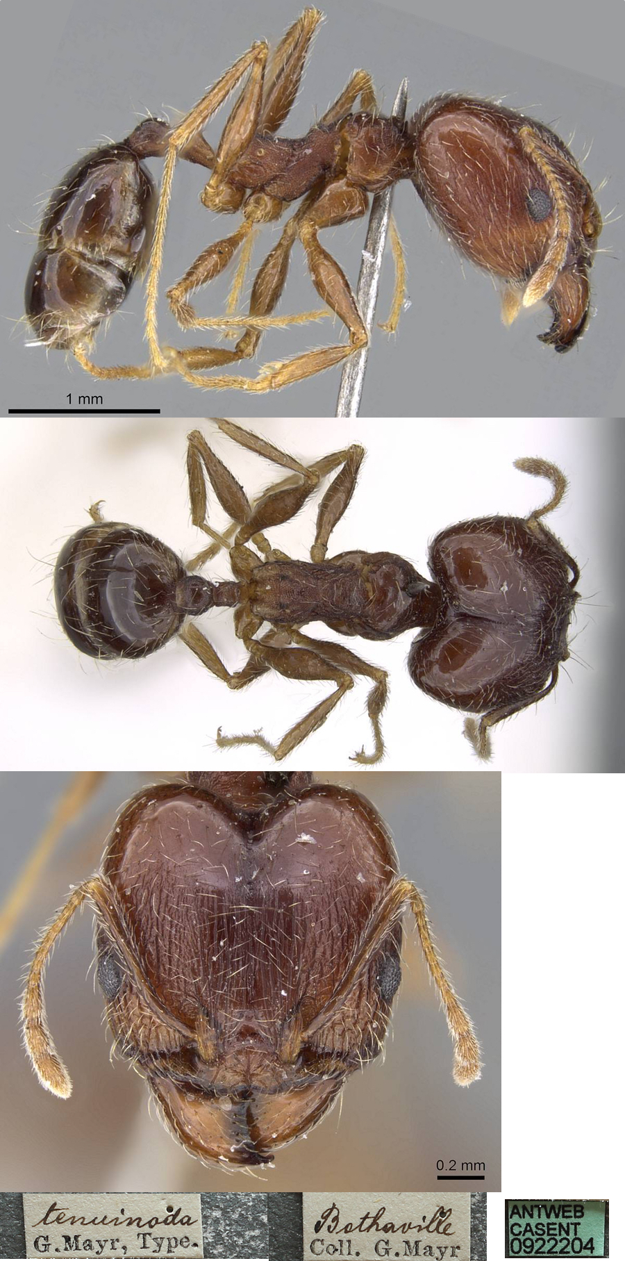 Pheidole tenuinodis major