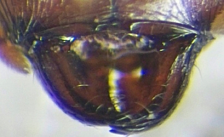 {Pheidole tenuinodis major}