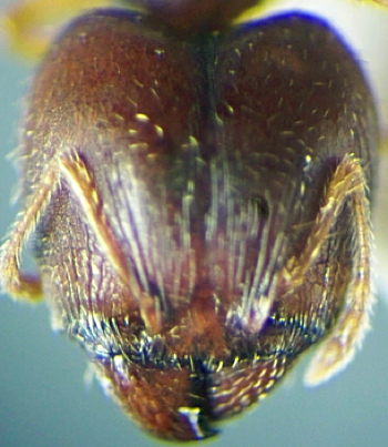 {Pheidole tenuinodis major}