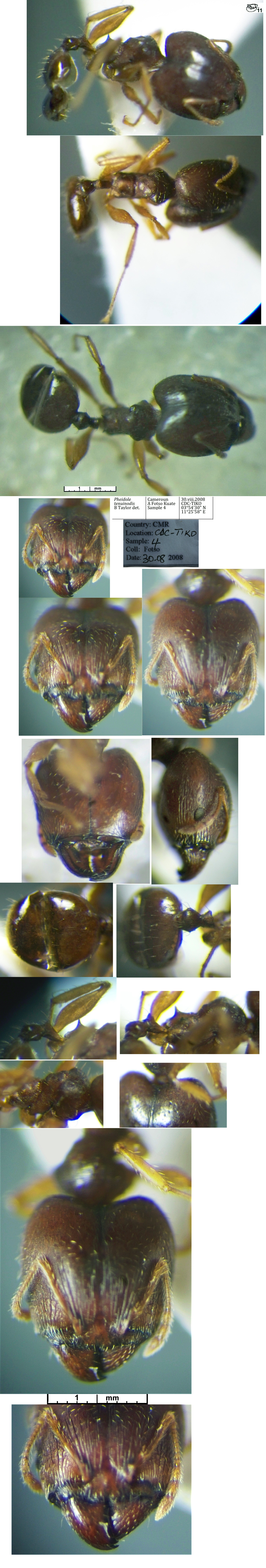 {Pheidole tenuinodis major}