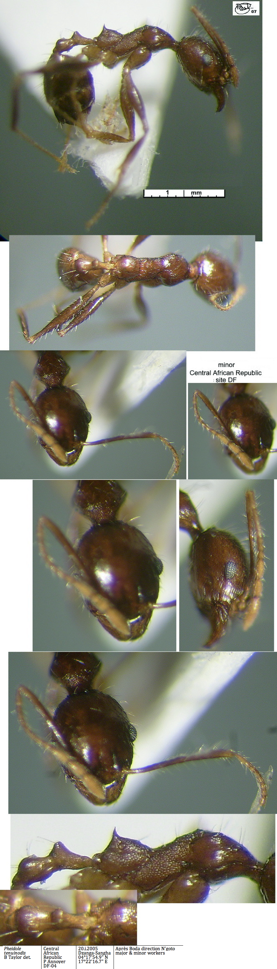 {Pheidole tenuinodis minor}