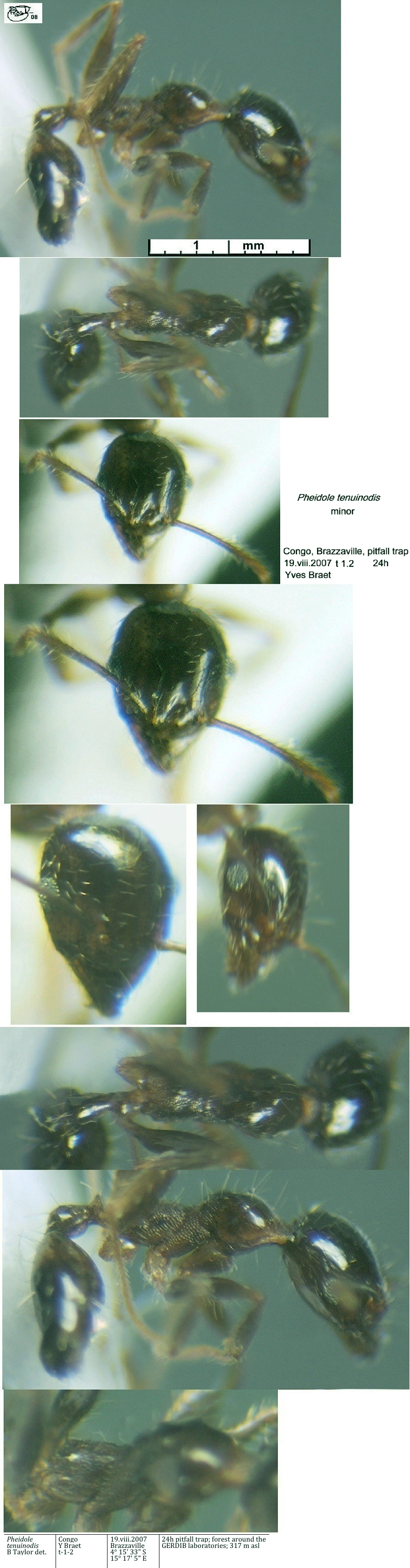 {Pheidole tenuinodis minor}