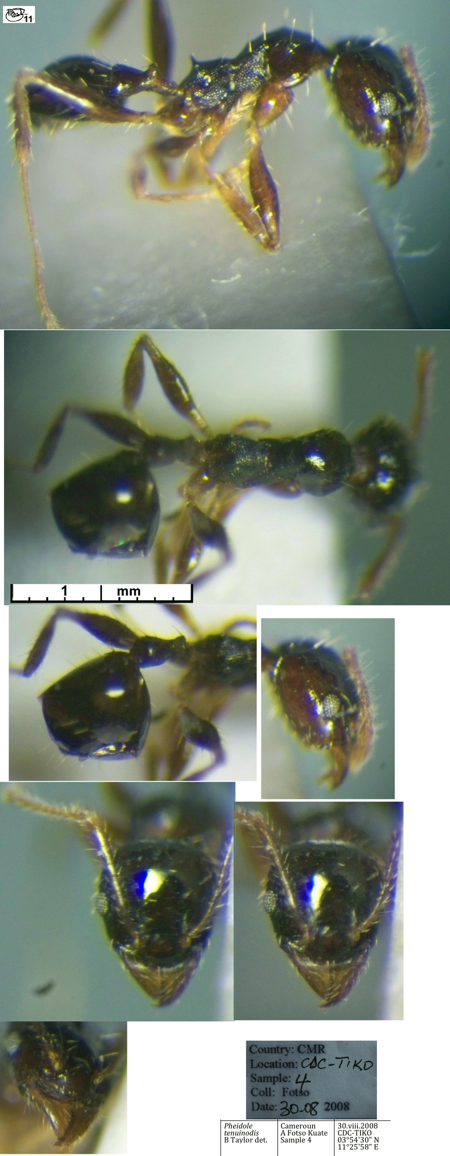 {Pheidole tenuinodis minor}