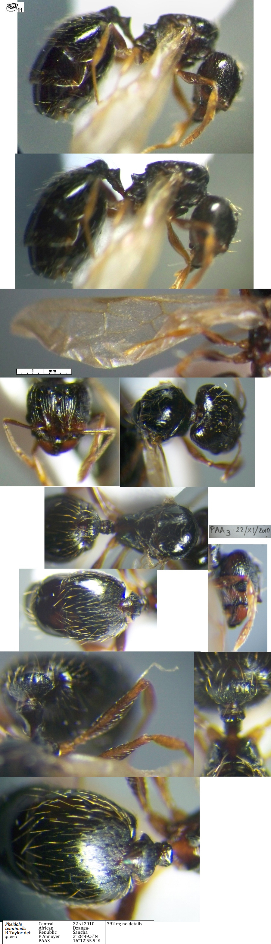 {Pheidole tenuinodis queen}