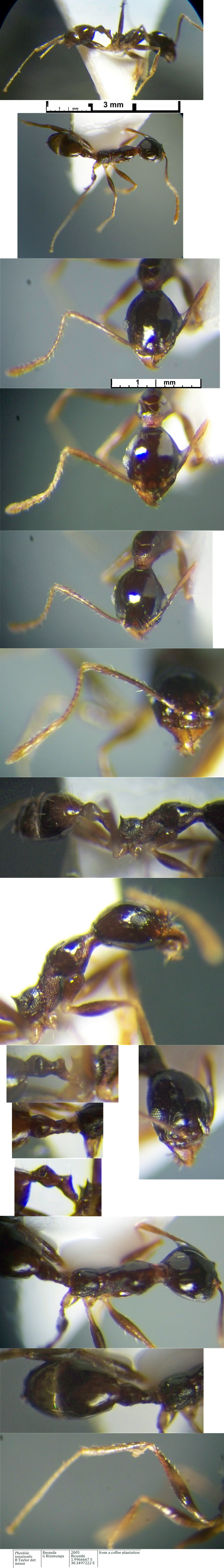 {Pheidole tenuinodis minor}