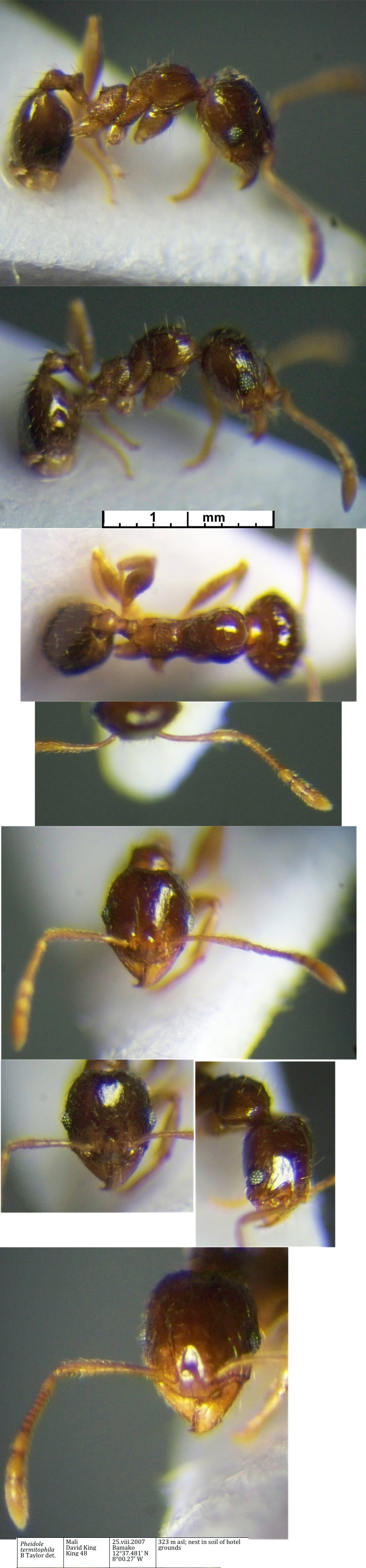 {Pheidole termitophila minor}