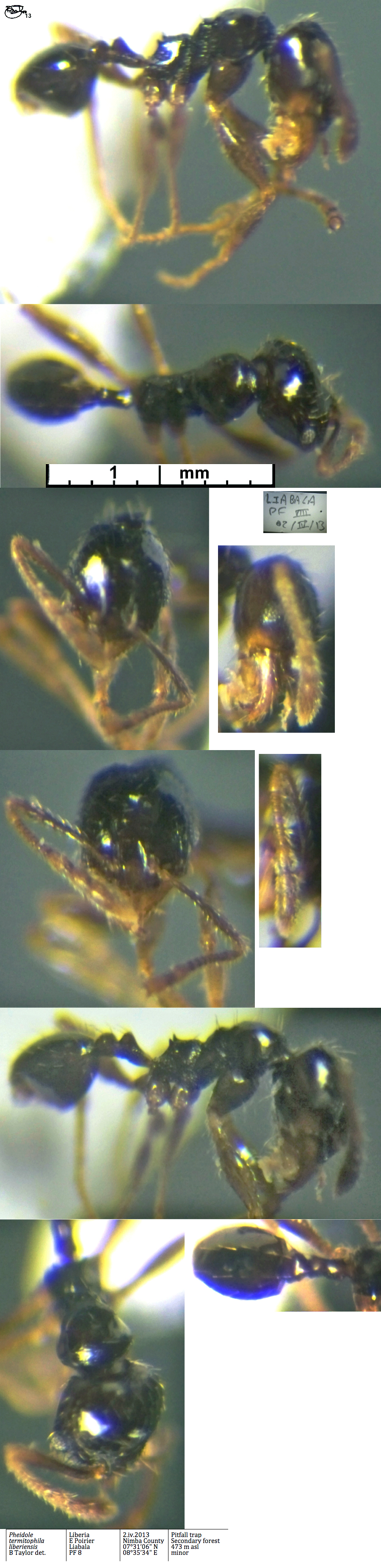 {Pheidole termitophila}