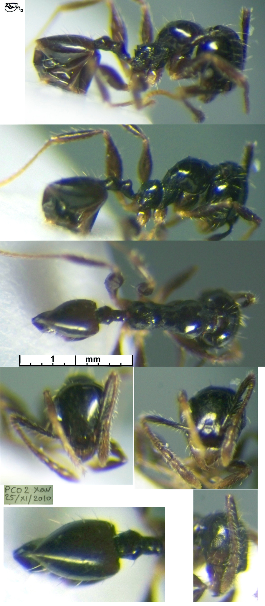 {Pheidole termitophila minor}