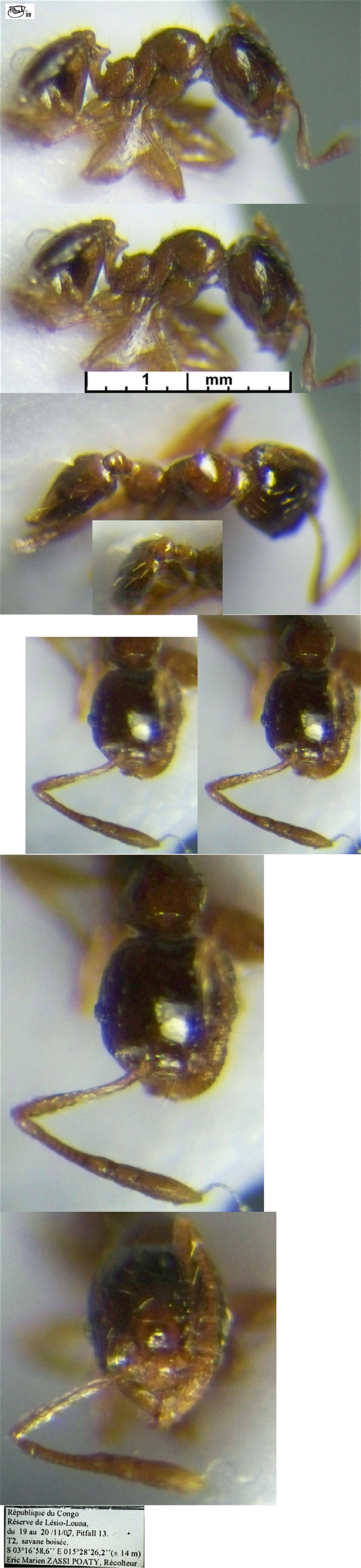 {Pheidole termitophila minor}