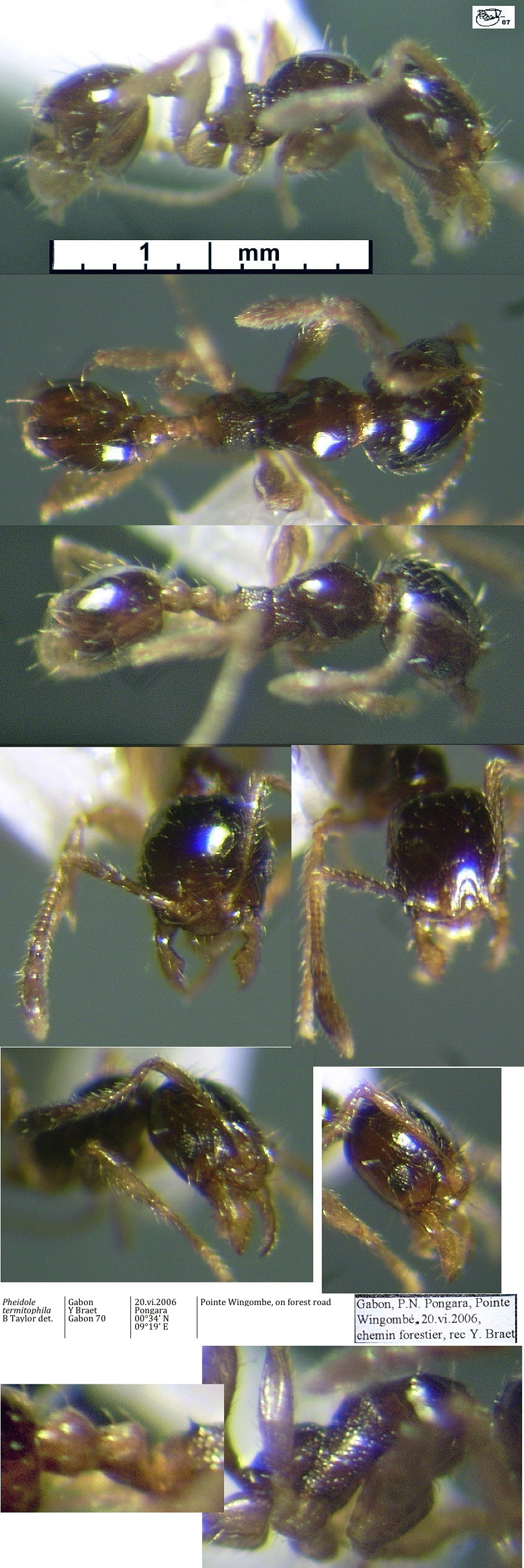 {Pheidole termitophila}