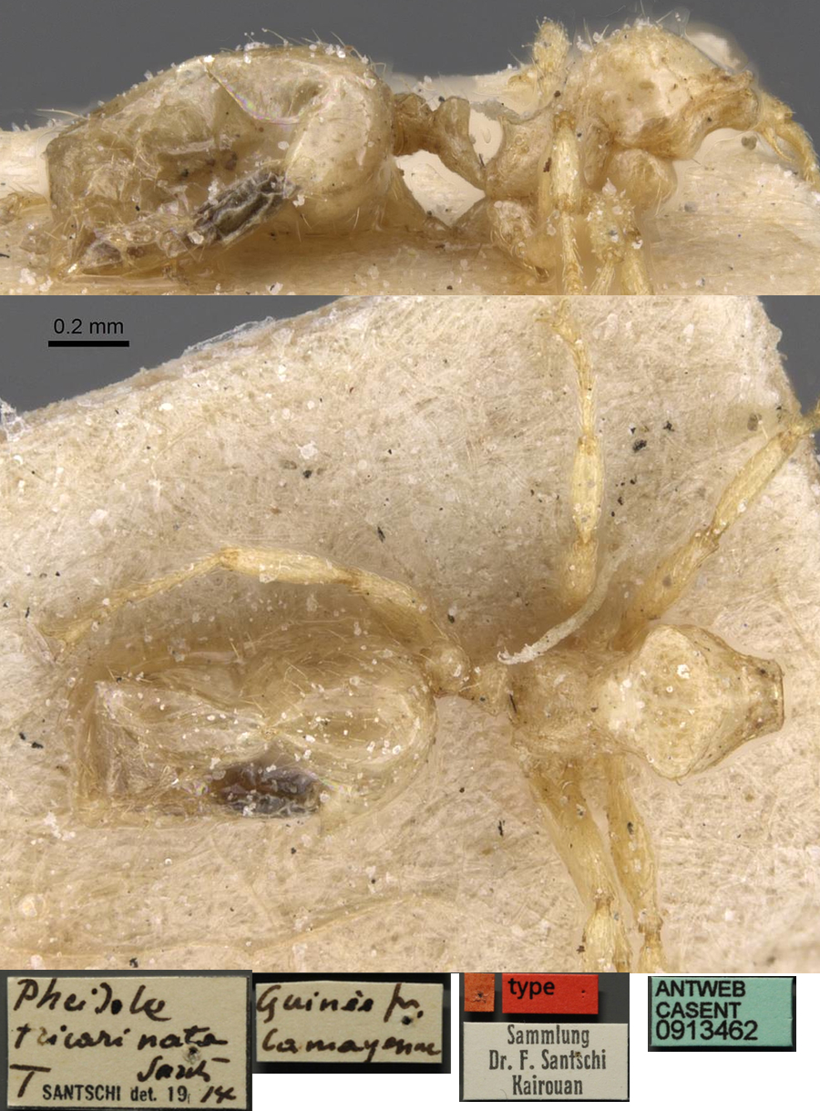 Pheidole tricarinata major