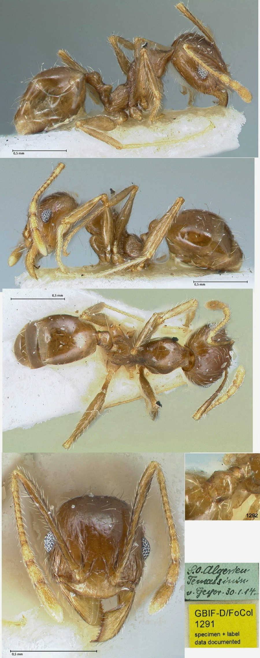 {Pheidole cicatricosa minor from Algeria}