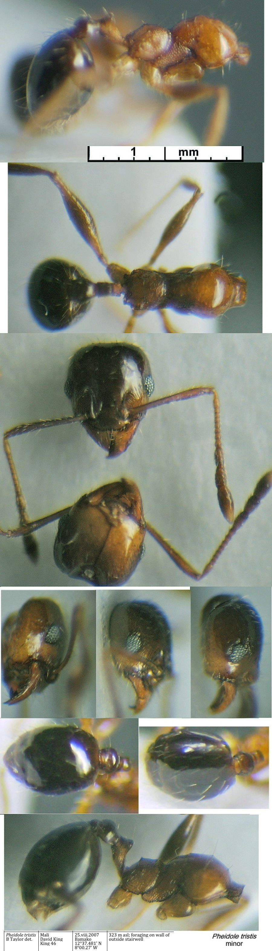 {Pheidole tristis minor}