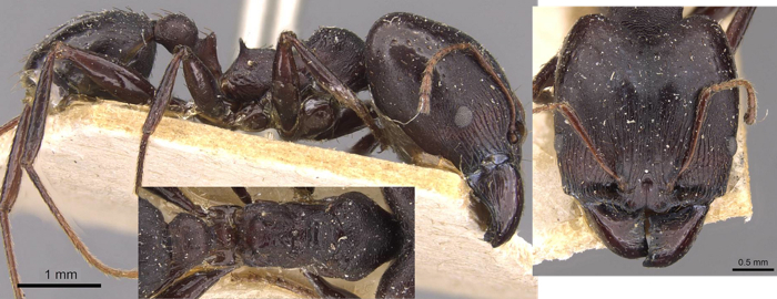 Pheidole vanderveldi major