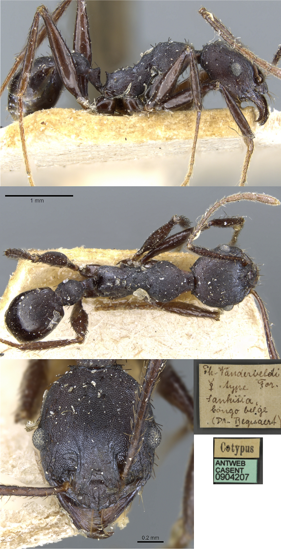 {Pheidole vanderveldi minor