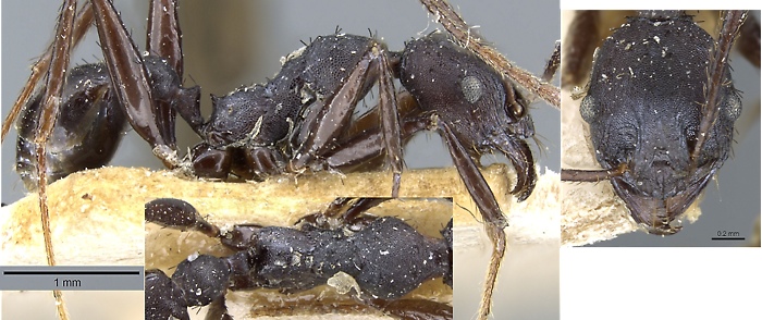 Pheidole vanderveldi minor