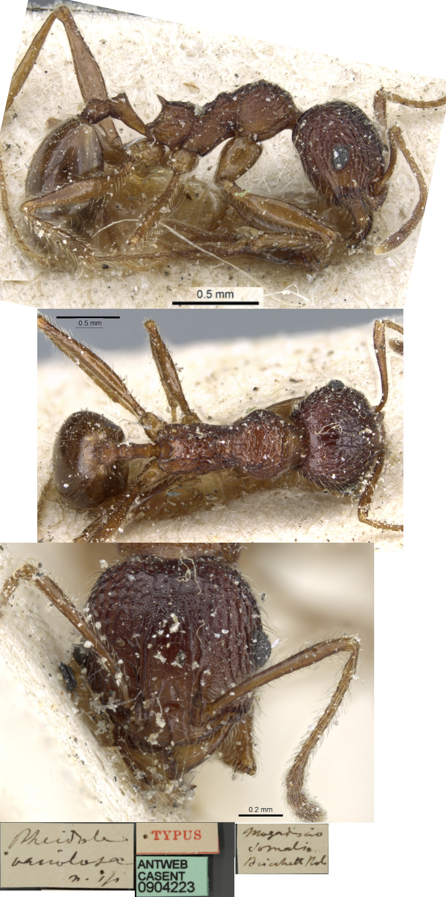 {Pheidole variolosa minor