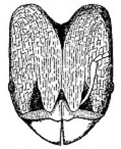 {Pheidole variolosa}