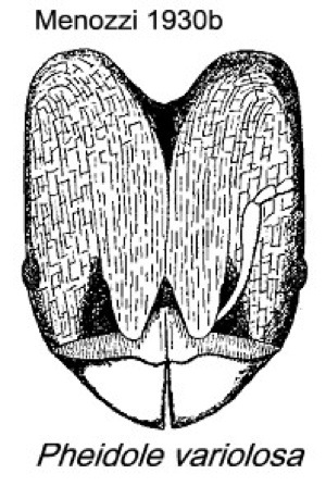 {Pheidole variolosa}