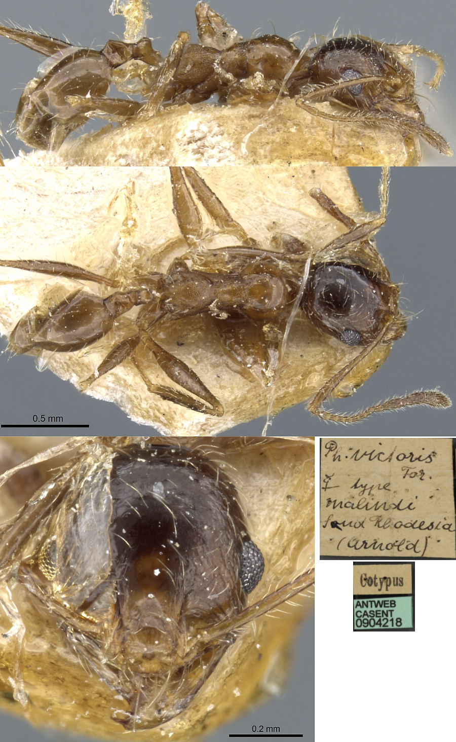 {Pheidole victoris minor