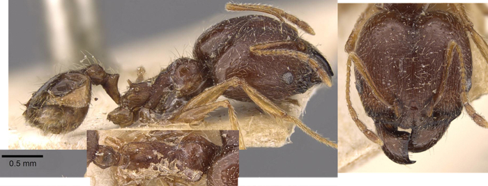 Pheidole victoris major