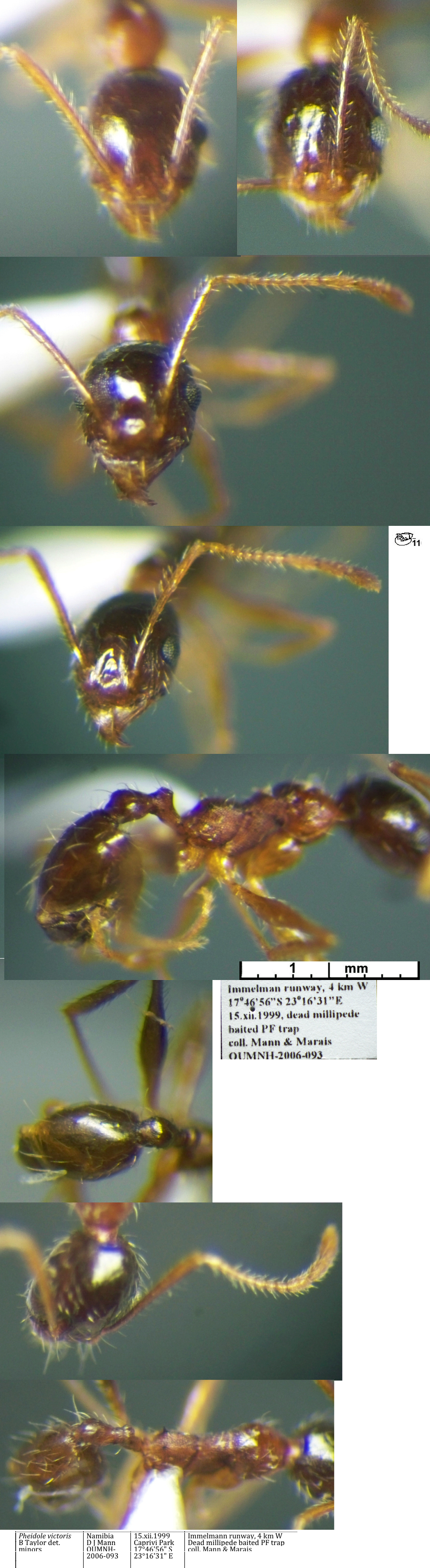 {Pheidole victoris minor}