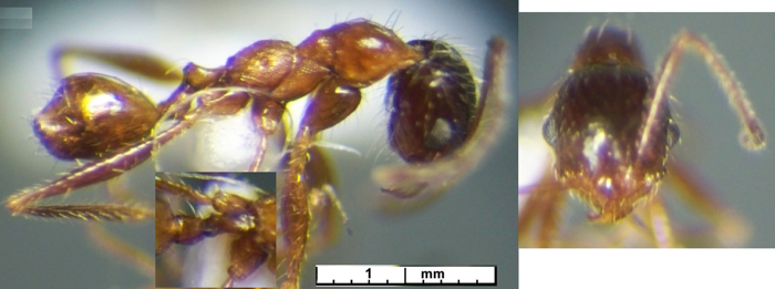 Pheidole victoris minor