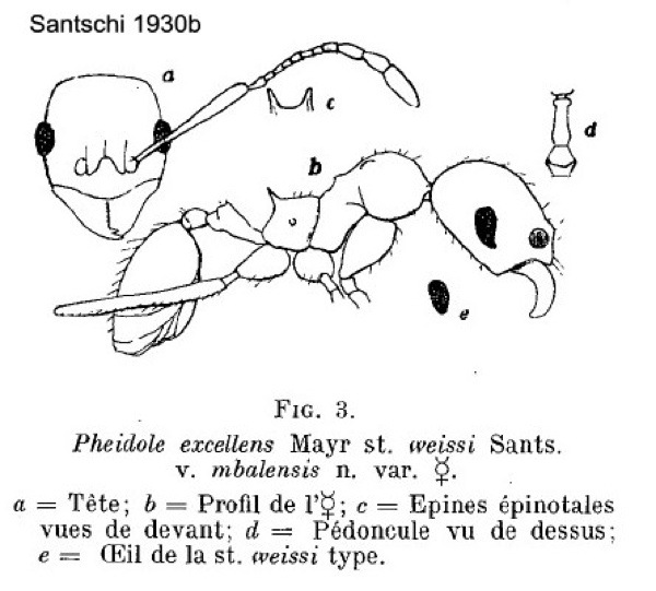 {Pheidole excellens}